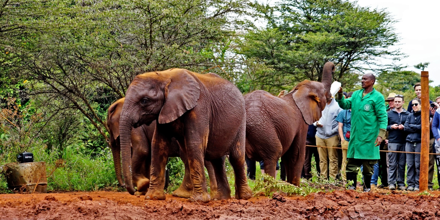 Sheldrick Elephant Orphanage